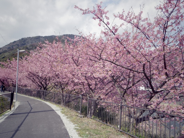 今が盛りの河津桜です。