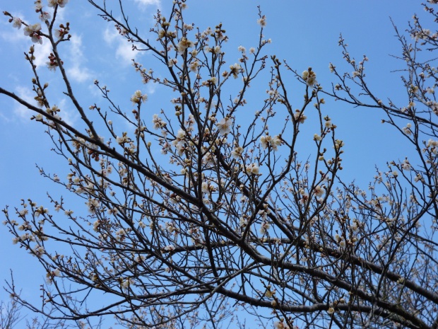 青空に向かって咲いている梅