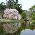 枝垂れ桜、池に姿を映す