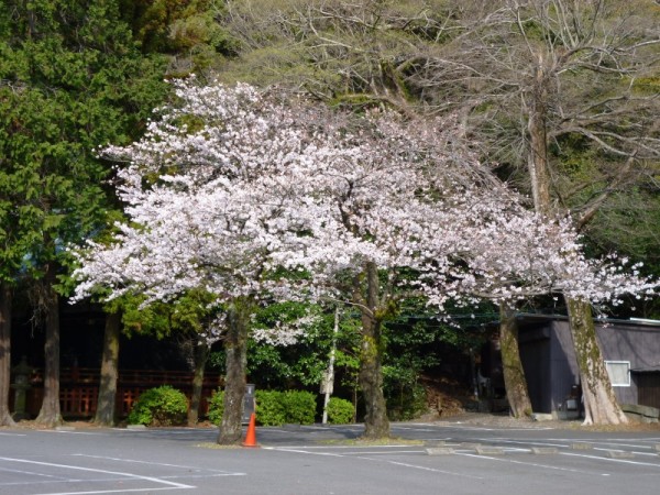 静岡浅間神社の桜