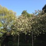 護国神社の鬱金の桜