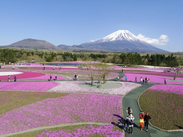 一面の芝桜と富士山