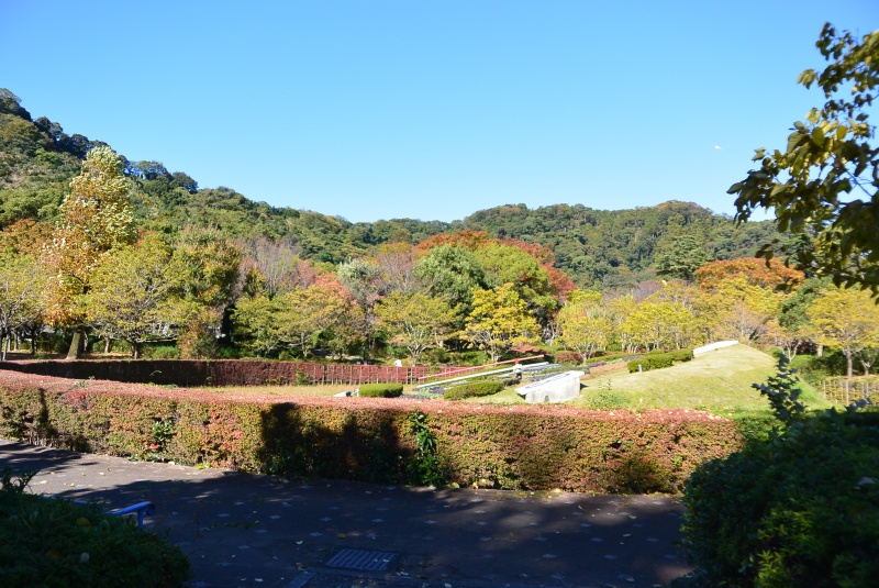 はなさんぽ通信「散歩中、静岡市城北公園の紅葉を楽しむ」