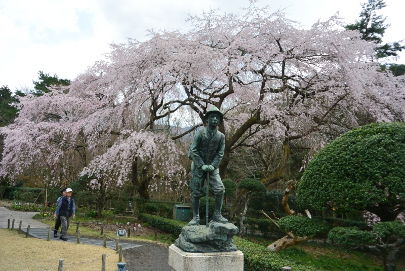 秩父宮記念公園 しだれ桜と春の山野草２（御殿場市）