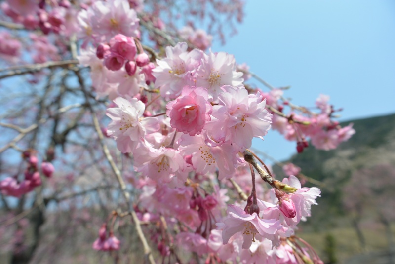 梅ヶ島コンヤの里 さくら公園の桜（静岡市）