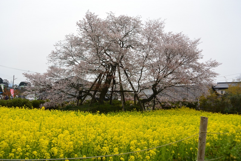 狩宿の下馬桜と菜の花（富士宮市）