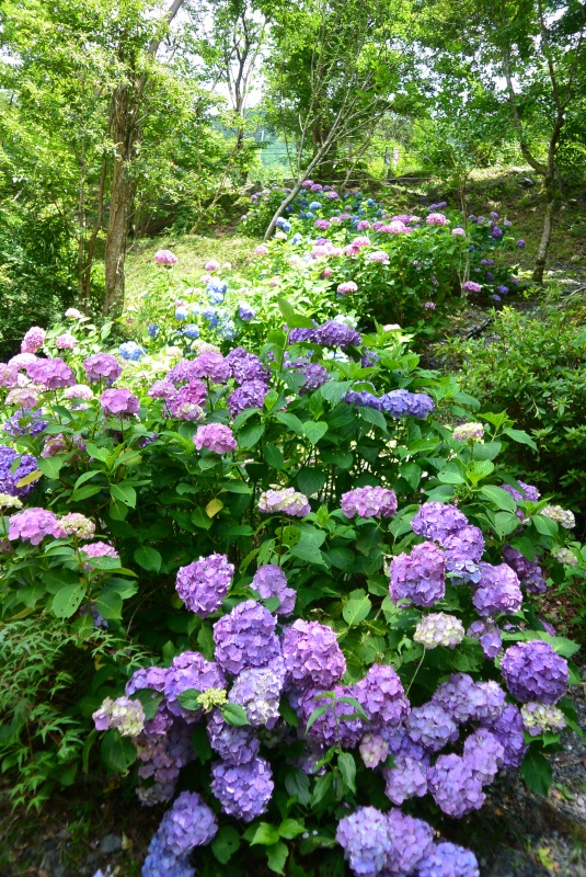 梅ヶ島コンヤの里　赤水の滝の紫陽花（静岡市）