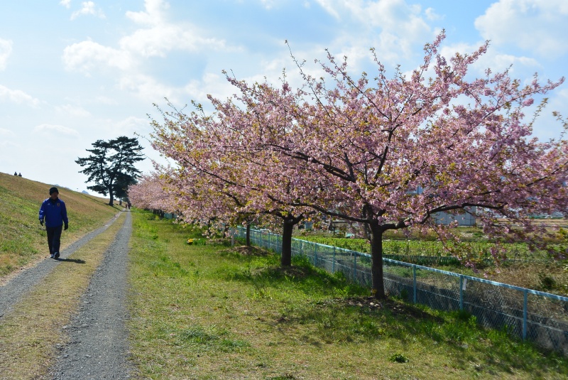 はなさんぽ通信「美和桜」春の嵐で見頃が過ぎ。