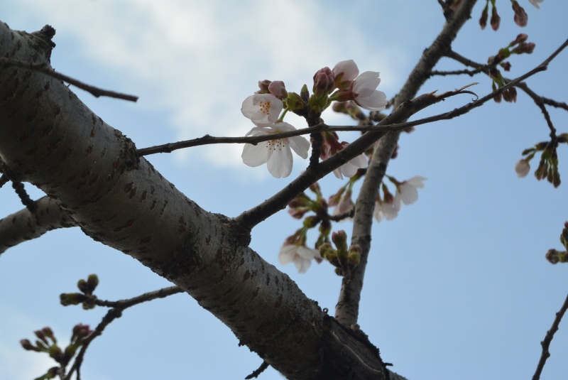 はなさんぽ通信「静岡で桜開花」