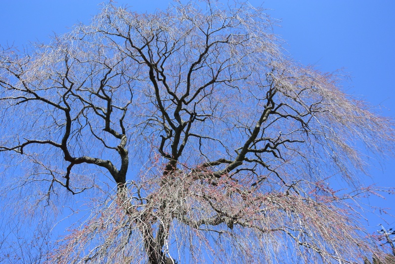 栃沢の枝垂れ桜と龍珠院の大カヤ（静岡市）