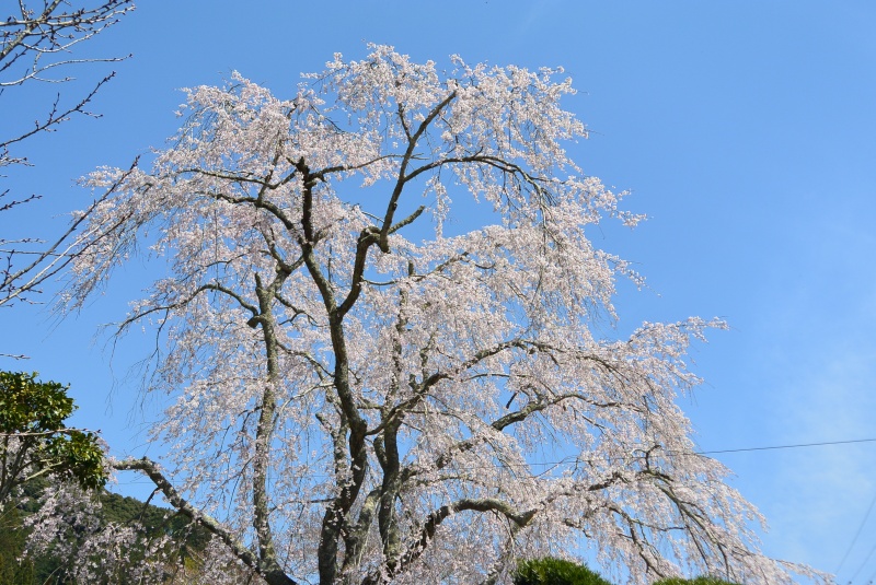 八十岡の枝垂れ桜と足久保さくらまつり（静岡市）