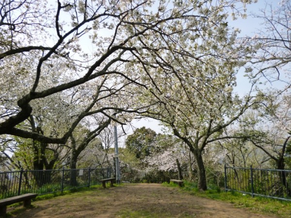 はなさんぽ通信「葵区の浅間山に桜苗木５０本植栽」