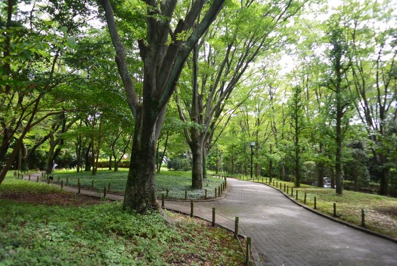 はなさんぽ通信「静岡県立美術館の涼しいケヤキ並木」
