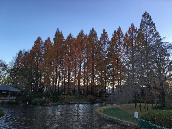 城北公園メタセコイアの紅葉（静岡市）