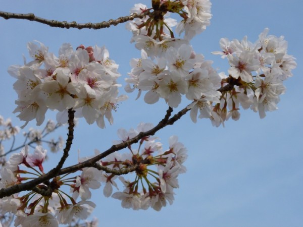 はなさんぽ通信「桜の開花予想」発表