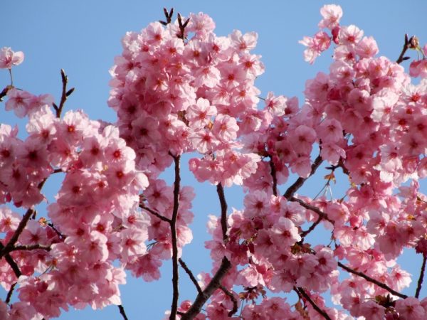 靜岡県護国神社の陽光桜（静岡市）