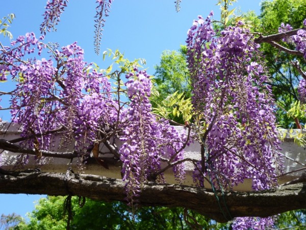 はなさんぽ通信「城北公園のヒトツバタゴ・藤の花が見頃」