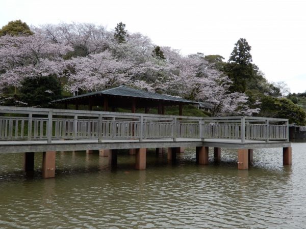 清水船越堤公園の桜（静岡市清水区）