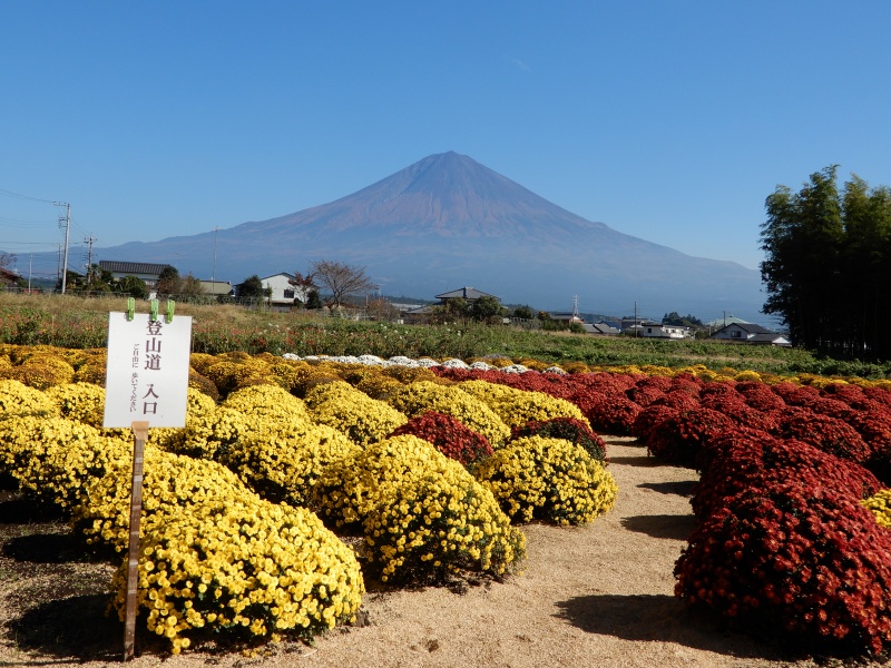 南条の里にざる菊アート 赤富士 富士宮市 しずおかはなさんぽ