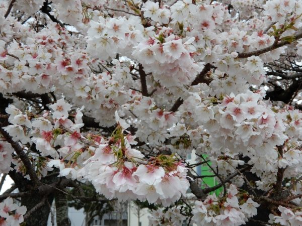 帯桜（おびざくら）島田市