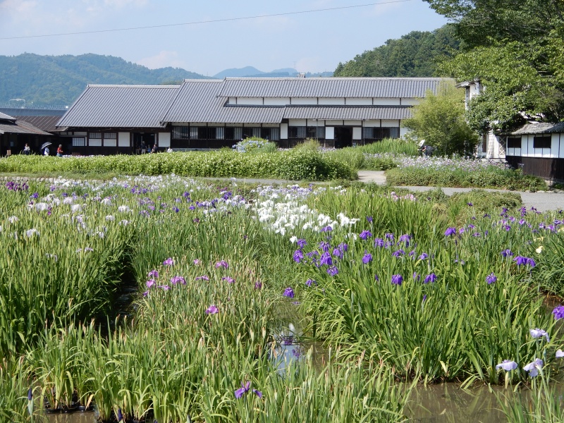 加茂荘花鳥園の花菖蒲 掛川市 しずおかはなさんぽ