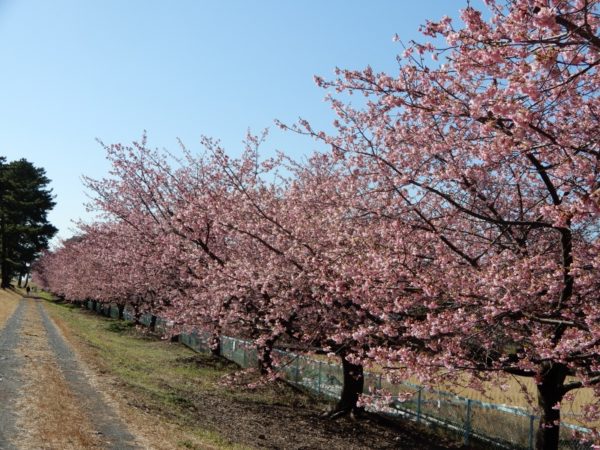 はなさんぽ通信「静岡県内の早咲き桜情報」