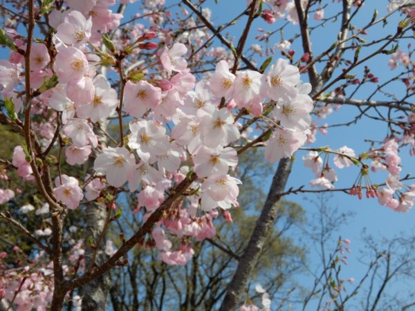 はなさんぽ通信「駿府城公園の桜 開花状況」