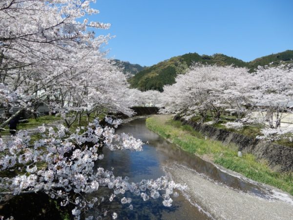水見色川の桜並木（静岡市）