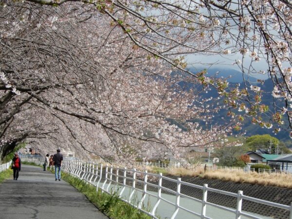 静岡市葵区 桜の名所（お花見スポット）