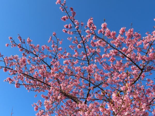 安倍川堤防沿いの美和桜（静岡市）