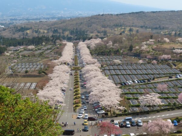 冨士霊園の桜（小山町）