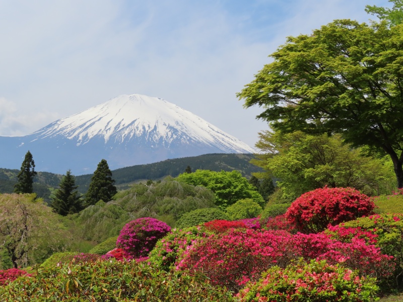富士 霊園 の ツツジ