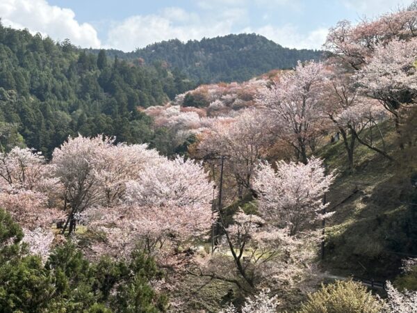 はなさんぽ通信「伊賀上野城の桜と吉野の桜を楽しむ」