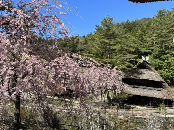 富士河口湖町 西湖いやしの里根場の枝垂れ桜（山梨県）