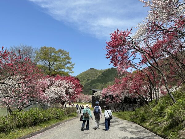南信州桃源郷「花桃の里」（長野県）
